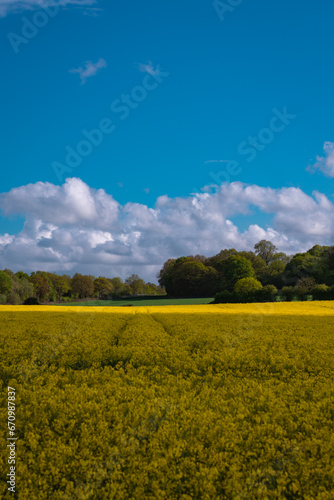 A field full of rapeseed flowers. Beautiful landscape with white clouds on a blue sky during spring season. Brassica napus plant cultivated on the British field in a sunny day