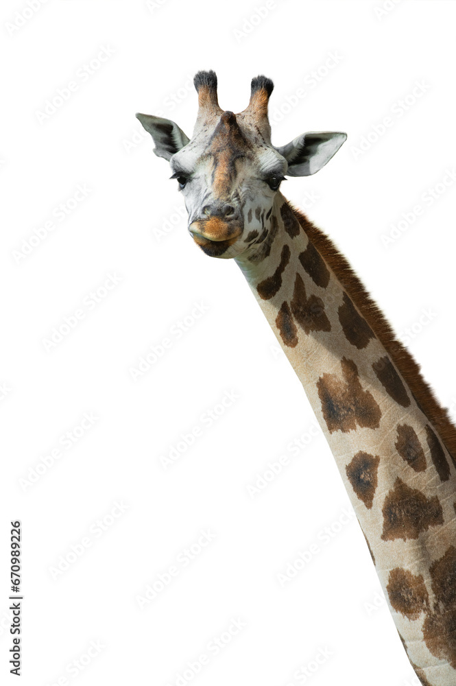 Naklejka premium giraffe portrait isolated on white background