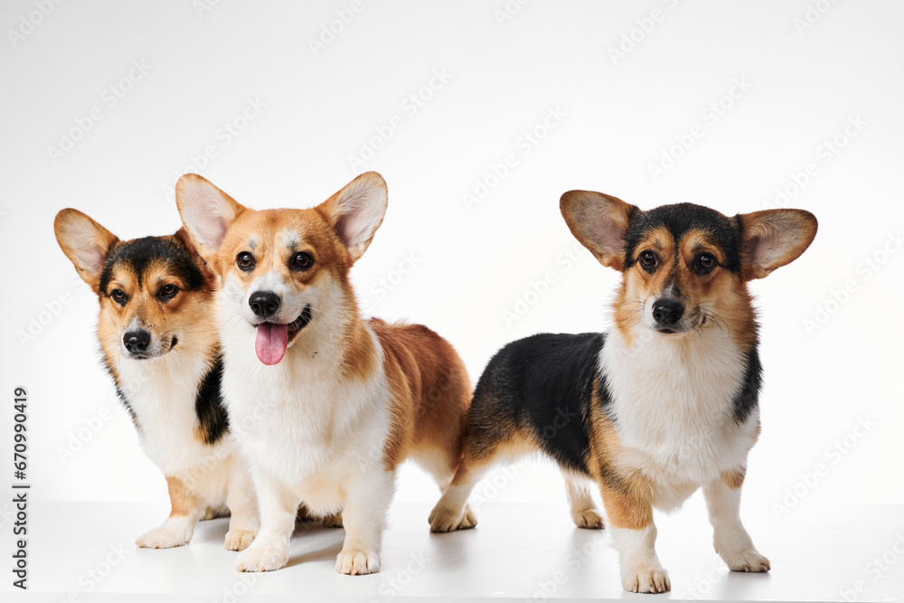 Pembroke Welsh Corgi portrait isolated on white studio background with copy space, family of three purebred dogs Pembroke Welsh Corgi portrait isolated on white studio background with copy space, family of three purebred dogs