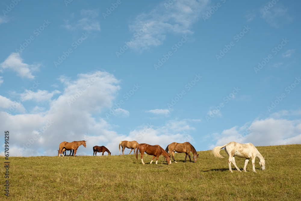 Fototapeta premium herd of horses