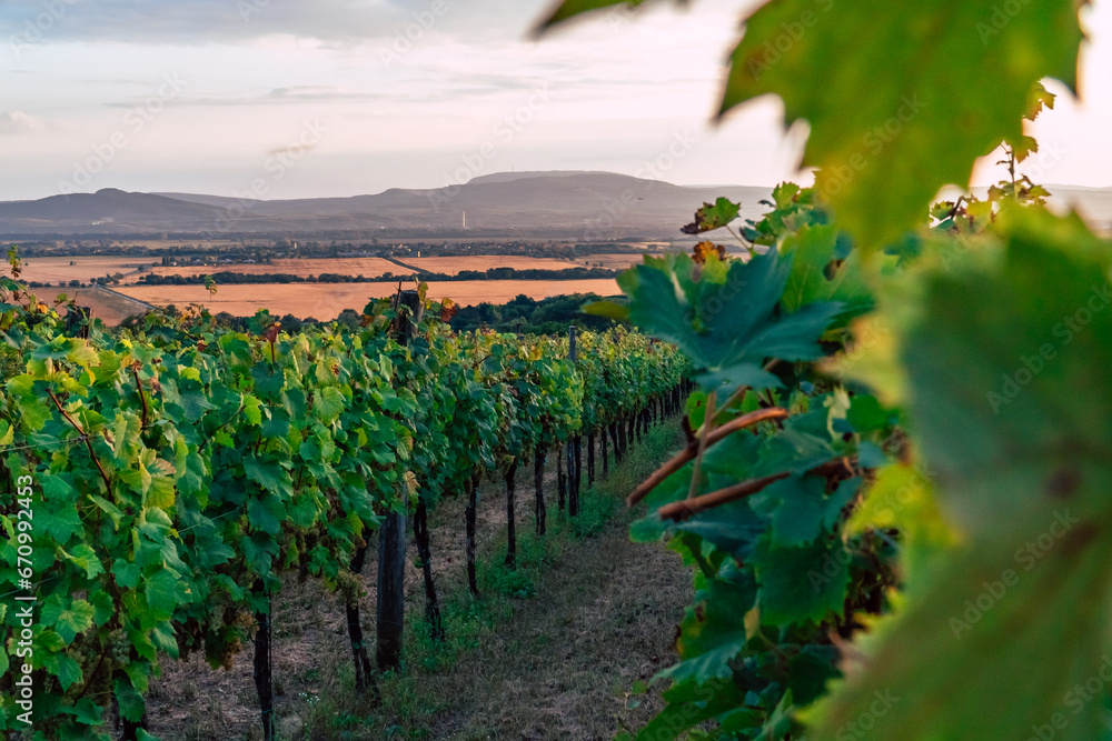 Sunset in the beautiful South Slovakian wine region