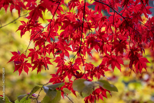 jesień, natura, przyroda, kolory, pomarańcz, czerwony, żółty, park, liście, spadające liście, piękno, jesienny liść, jesienna aura photo