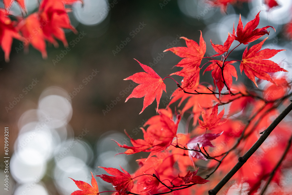 jesień, natura, przyroda, kolory, pomarańcz, czerwony, żółty, park, liście, spadające liście, piękno, jesienny liść, jesienna aura - obrazy, fototapety, plakaty 