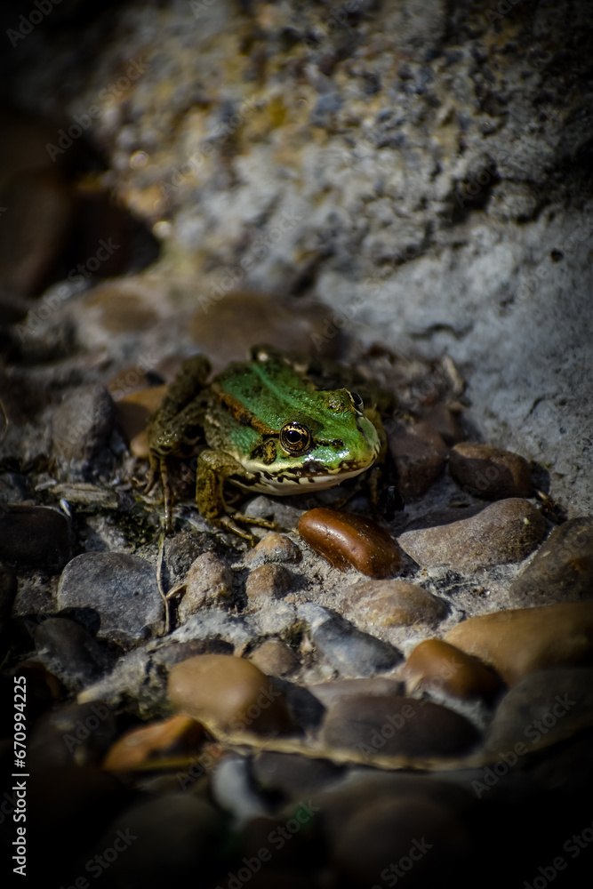 frog in the water