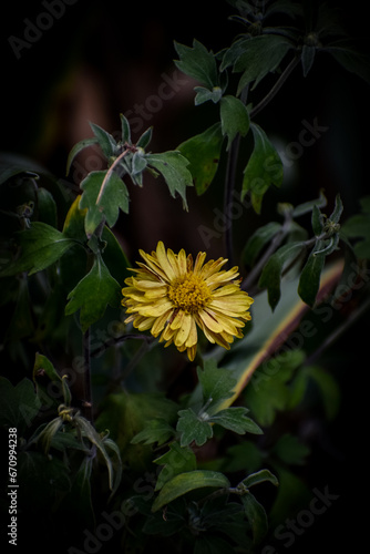 yellow flower in the garden