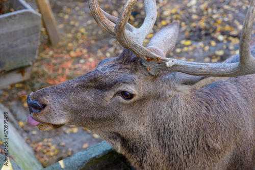 Adult male dear in captivity