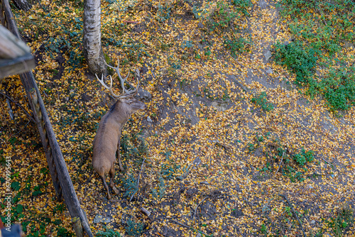 Adult male dear in captivity