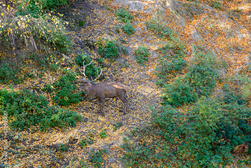 Adult male dear in captivity