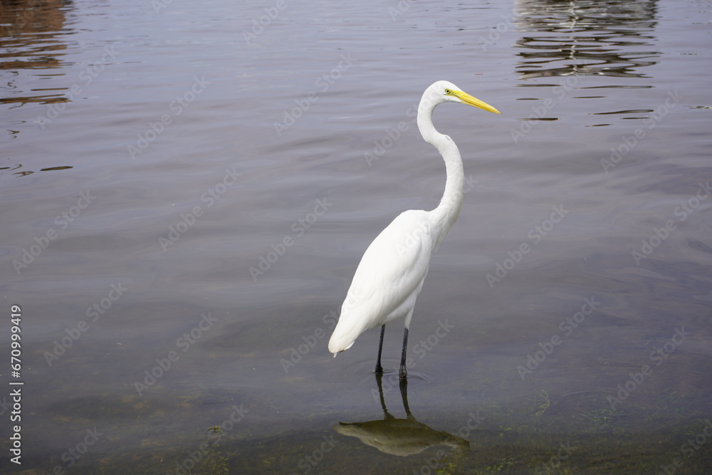 Great Egret (Ardea alba), also known as Great White Egret, Common Egret. Maués Amazonas, Brazil. Great Egret (Ardea alba), also known as Great White Egret, Common Egret. Maués Amazonas, Brazil.