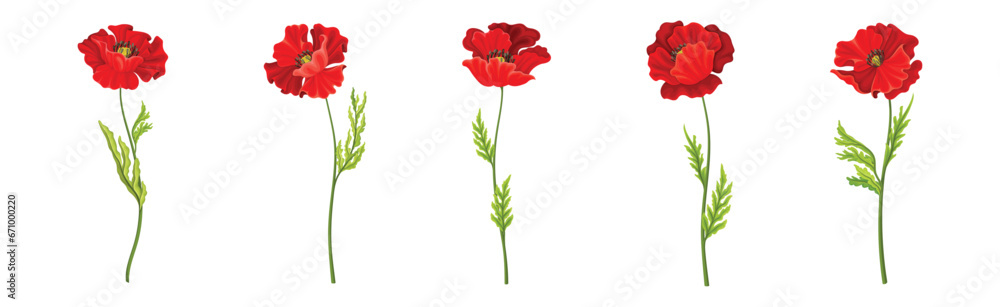 Red Poppy Flower on Green Stem with Leaf Vector Set Red Poppy Flower on Green Stem with Leaf Vector Set