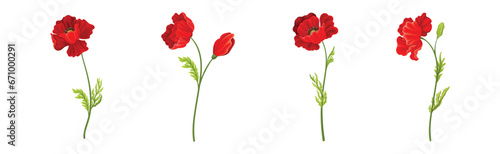 Red Poppy Flower on Green Stem with Leaf Vector Set