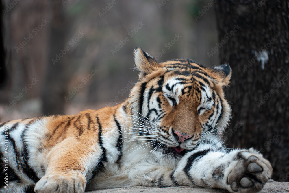 Lying tiger licking her furry hair Lying tiger licking her furry hair