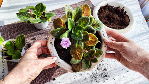Hand of woman who Transplant and plant a violet flower senpolia into a new pot. Home flower and care for it. Plants and creating comfort in the house photo
