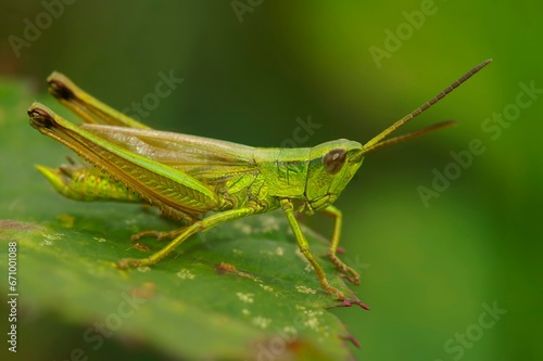 Closeup on the male of the large gold grasshopper, Chrysochraon dispar, sitting on a green leaf