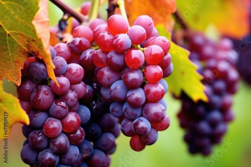 macro photo of ripe wine grapes on a vine