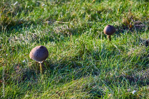 twho mushrooms on the meadow