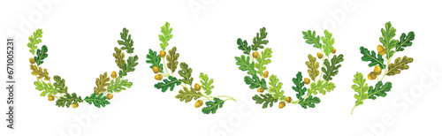 Oak Branches with Green Leaves and Acorns Arranged in Laurel Vector Set photo
