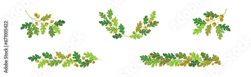 Oak Branches with Green Leaves and Acorns Arranged in Laurel Vector Set