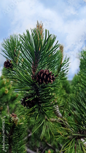 Pine needles adorned with cones.
