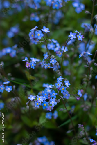 Forget-me-not flower in the spring. Myosotis plant grown in a bouquet in the wild plain