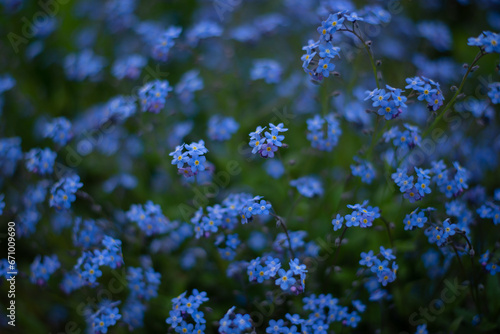 Forget-me-not flower in the spring. Myosotis plant grown in a bouquet in the wild plain