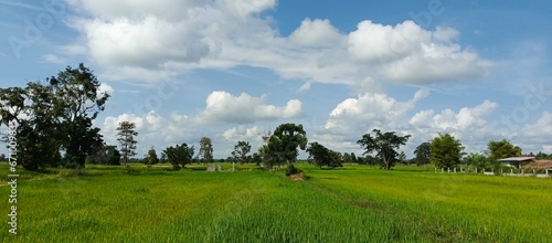 nature landscape of countryside and grass field