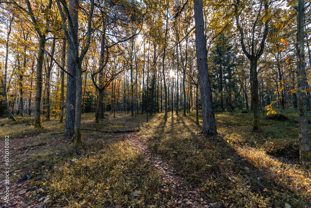 Fototapeta premium autumn in the forest
