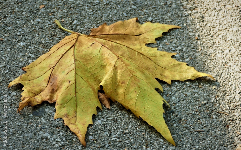 Yellow autumn leaf on the ground Yellow autumn leaf on the ground
