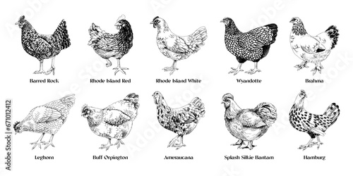 Hand drawn hens of different breeds collection