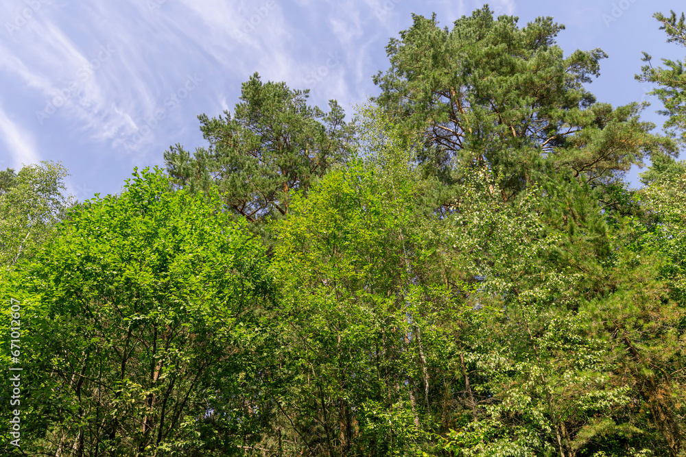 deciduous trees in summer in sunny weather