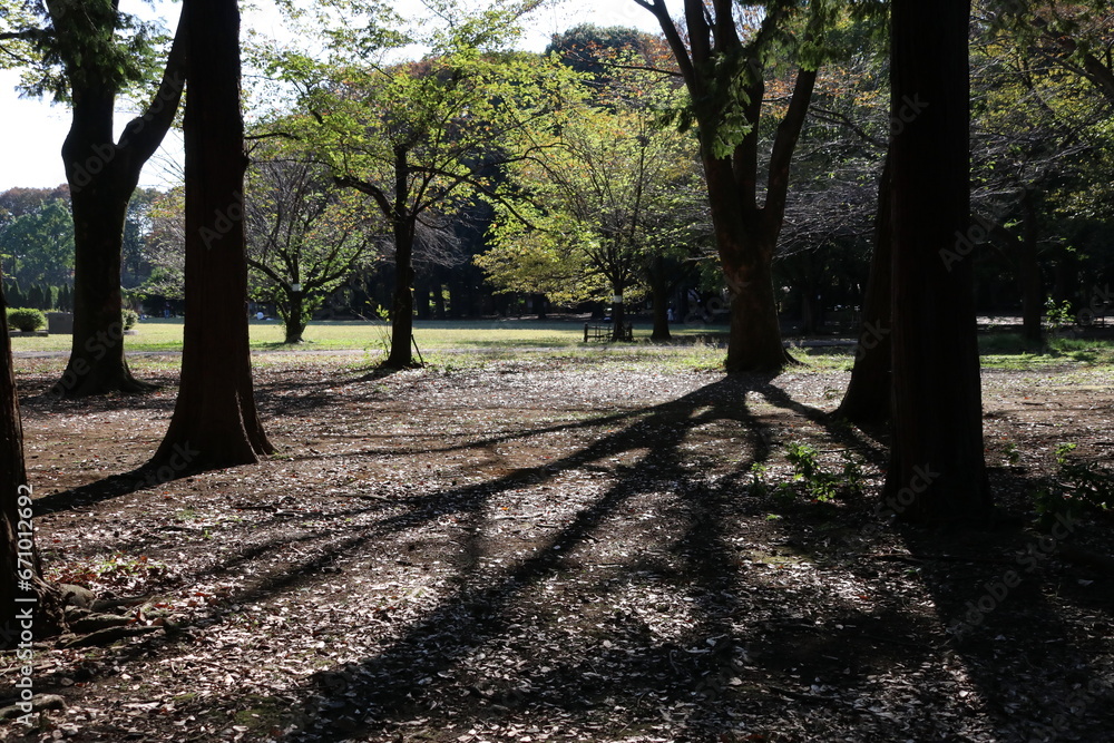 Fototapeta premium 秋の日差し。光の中の葉と木立の影。