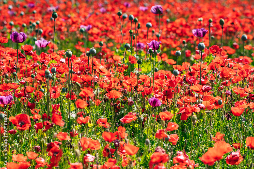 lovely beautiful red poppy field background texture