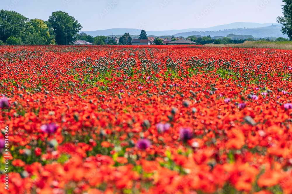 lovely beautiful dense red poppy field landscape 