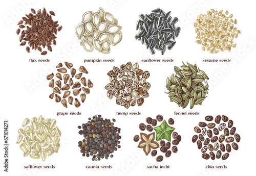 edible seeds hand drawn collection