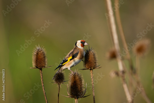 European goldfinches, photographed in the wild.