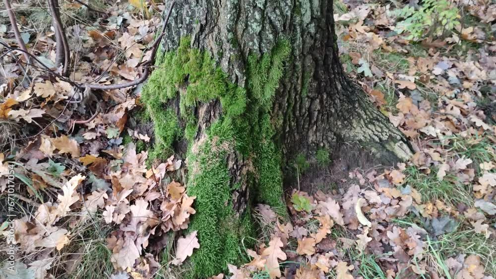 Tree covered with moss in the forest Tree covered with moss in the forest