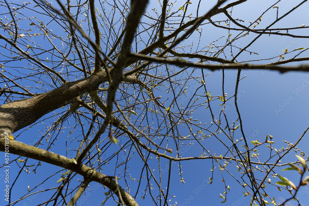 the branches of the bird cherry tree in the spring season the branches of the bird cherry tree in the spring season