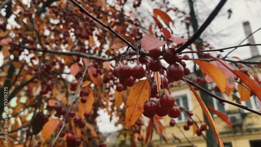 golden yellow leaves on a tree with forest red berries similar to cherries and viburnum, developing in the wind on an autumn October morning, close-up golden yellow leaves on a tree with forest red berries similar to cherries and viburnum, developing in the wind on an autumn October morning, close-up