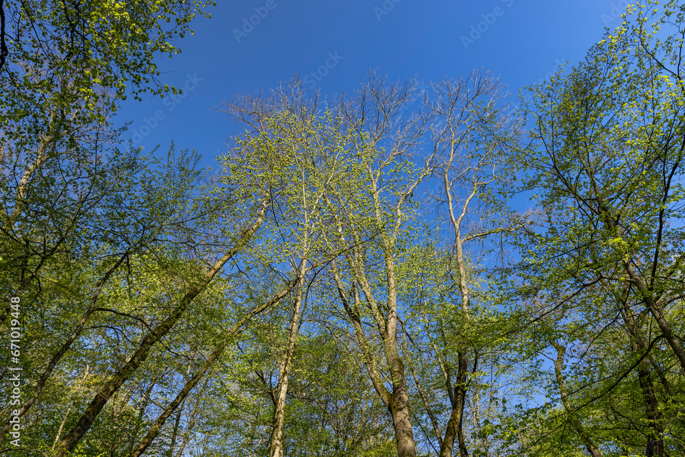 deciduous trees in a mixed forest in the spring season deciduous trees in a mixed forest in the spring season
