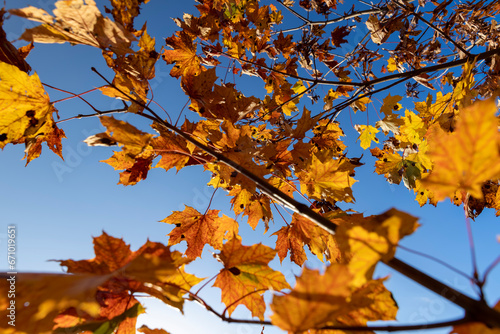 Maple tree foliage in autumn