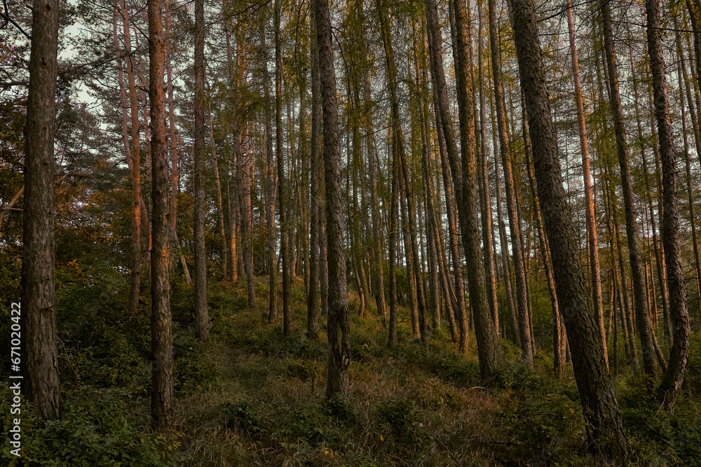 forest in autumn forest in autumn