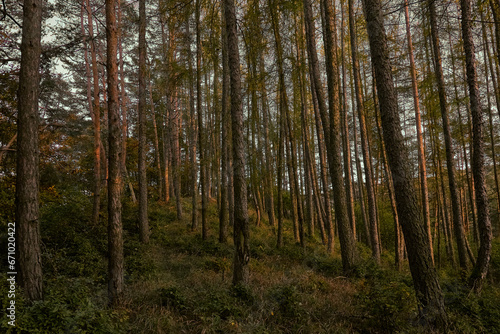 forest in autumn © Milan