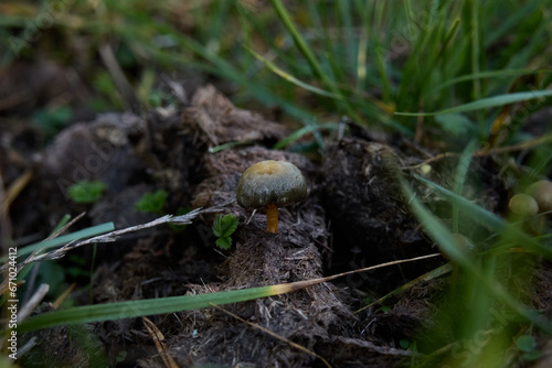 little mushroom in a grassland