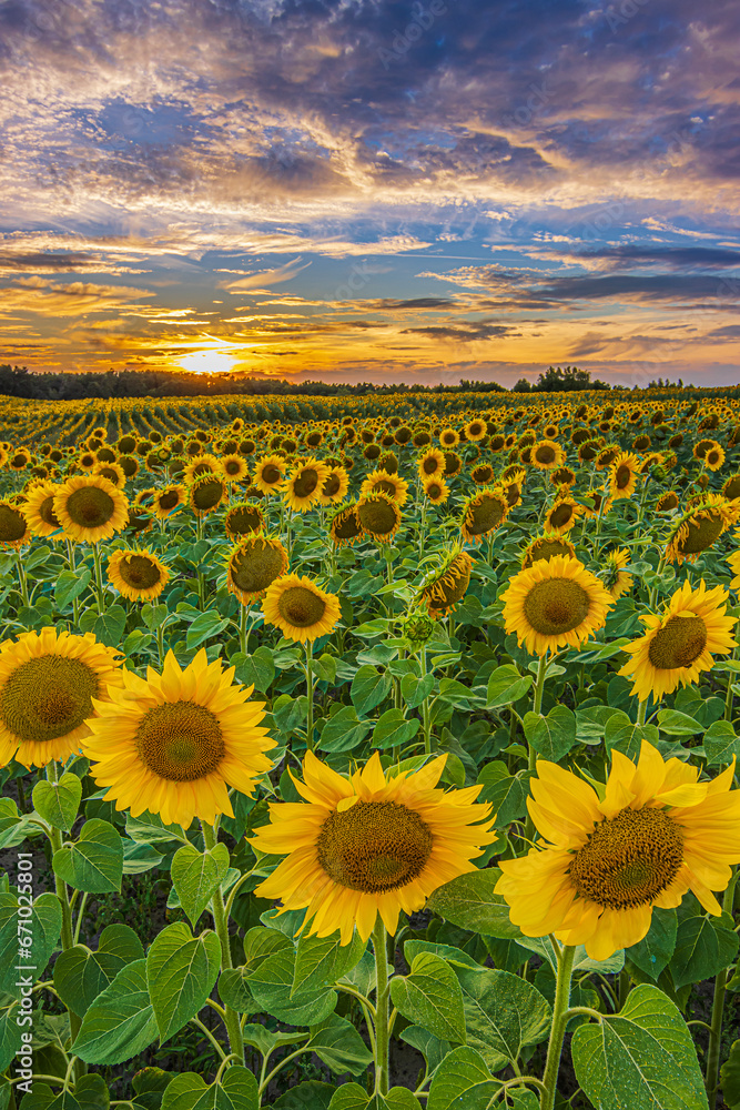 Obraz premium Lots of sunflowers in summer. Landscape of a field full of flowers at sunset. A field with crops in bloom in the evening. Full rows of sunflowers with opened yellow flowers in sunshine in the sky