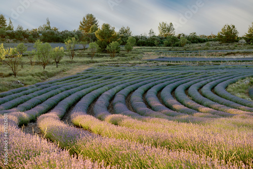 Lavender Field in Full Bloom under Sunny Skies