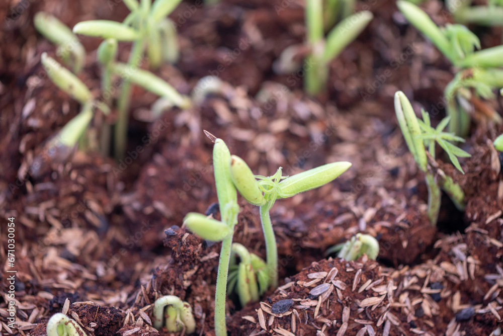 Poon Tree Seedling of Sterculia foetida is a soft wooded tree and Common names ...