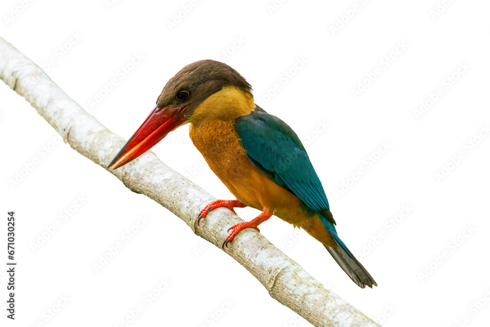 Fototapeta premium Stork-billed kingfisher perching on the tree branch on white background.