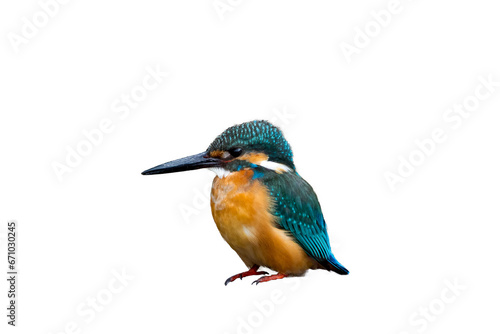 Male Common Kingfisher isolated on white background.