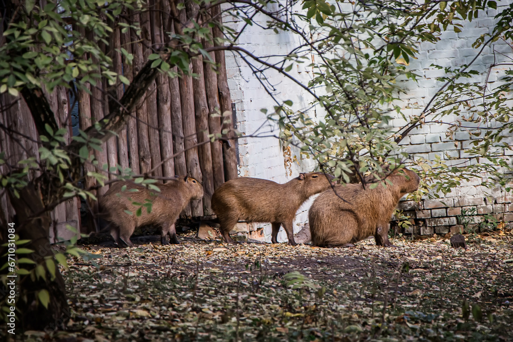Capybara family at the zoo in Kyiv, Ukraine