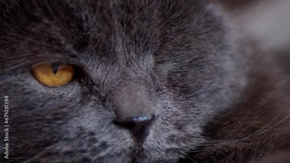 British fold cat with orange eyes close up British fold cat with orange eyes close up